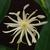 Illicium 'Orion'