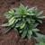Illicium floridanum 'Swamp Hobbit'