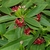 Leaves and small flowers
