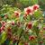 Plant in bloom