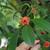 Illicium lanceolatum