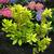 Illicium parviflorum 'Florida Sunshine'