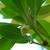 Illicium parviflorum 'Florida Sunshine'
