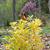 Illicium parviflorum 'Florida Sunshine'