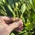 Hand holding leafy branch with small, nodding yellow flowers.