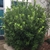 Dense shrub.