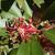 Illicium 'Woodland Ruby'