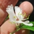 Close-up of paired white, 2-lipped, tubular flowers & stamens