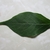 Upper surface of elliptical leaf with elongated tip.