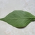 Lower surface of leaf, paler in color than the upper side.