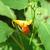 flower, Great Smoky Mts National Park