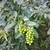 Dense panicle of green, unripe, olive-like fruits.