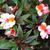 Impatiens hawkeri