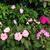 Impatiens hawkeri