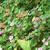 Impatiens walleriana