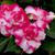 Impatiens walleriana