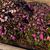 Impatiens Sunpatiens