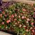 Impatiens Sunpatiens
