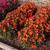 Impatiens Sunpatiens
