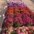 Impatiens Sunpatiens Trial