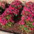 Impatiens Sunpatiens