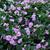 Impatiens walleriana