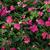 Impatiens walleriana