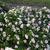 Impatiens walleriana