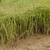 Form in Thailand