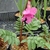 Pink tubular flowers.