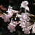 Raceme of pale pink tubular flowers.