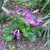 Rosette plant with pink tubular flowers.