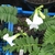 Rosette plant with white tubular flowers.