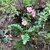 Rosette plant with pink tubular flowers.