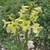 Yellow tubular flowers.