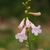 Raceme of pale pink tubular flowers.