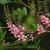 Indigofera amblyantha