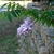 Cluster of pink flowers