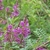 Purplish two-lipped flowers