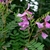 Purplish flowers and compound leaves