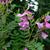 Indigofera heterantha