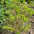 Indigofera kirilowii