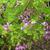 Indigofera kirilowii