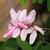 Indigofera kirilowii
