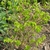 Green compound leaves