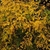 Yellowish fall color of the leaves