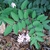 Compound leaves with oval leaflets