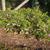 Indigofera decora