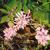 Indigofera decora