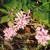 Flower racemes and compound leaves